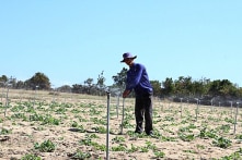 Ninh Thuận công bố hạn hán cấp độ 3