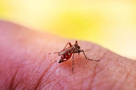 TP.HCM xuất hiện thêm một số ổ dịch sốt xuất huyết