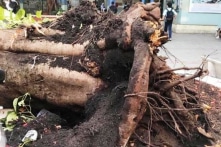 Cây phượng bật gốc, đè chết 1 học sinh: Cây đã trồng 24 năm