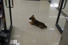 Chủ qua đời vì COVID-19, chú chó vẫn nằm chờ đợi suốt 3 tháng
