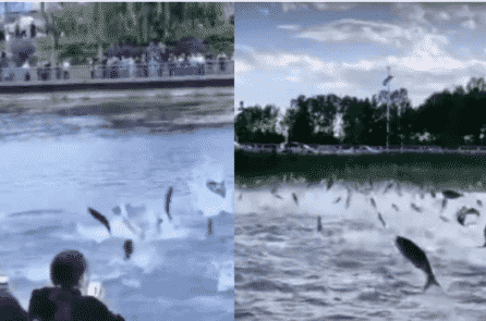 Hiện tượng “cá nhảy” dị thường xuất hiện ở nhiều nơi của Trung Quốc