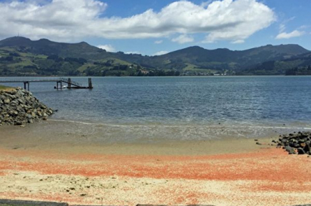 Hàng triệu con tôm hùm chết nhuộm đỏ một bãi biển New Zealand