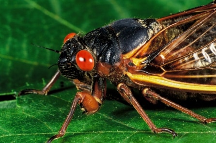 Hàng triệu con ve sầu xuất hiện ở Mỹ sau 17 năm ngủ dưới lòng đất