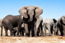 Hàng trăm con voi ở Botswana chết không rõ nguyên nhân