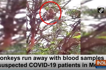 Bầy khỉ cướp mẫu máu xét nghiệm COVID-19 của nhân viên y tế