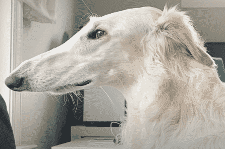 “Chú chó mặt ngựa” có chiếc mõm dài tới 31cm