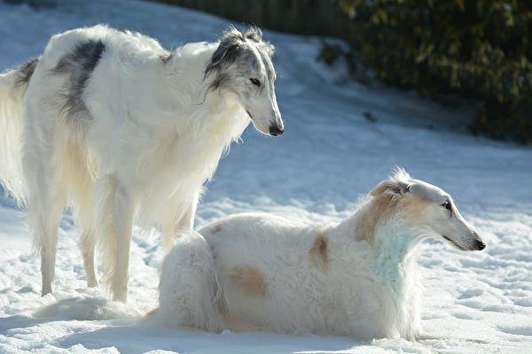 cho san Borzoi