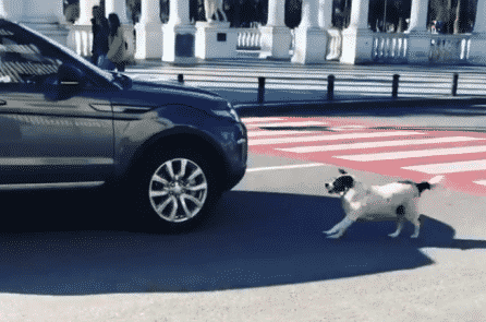 Chú chó lang thang chặn xe để các em nhỏ sang đường