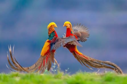 20+ loài chim tuyệt đẹp có thể bạn chưa từng nghe đến (P.2)