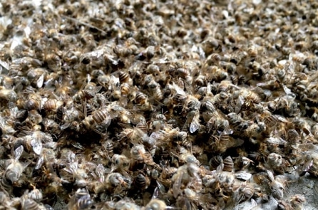 Hơn 50 triệu con ong bị chết không rõ nguyên nhân ở Croatia