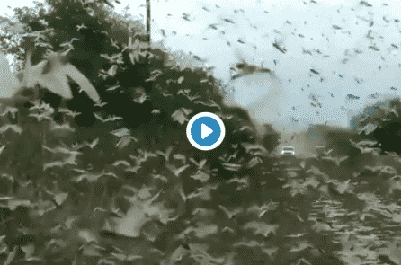 Hàng chục triệu con châu chấu tấn công Argentina