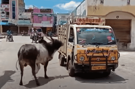 Bò đực đuổi theo xe chở bò cái suốt 1 km và cái kết có hậu