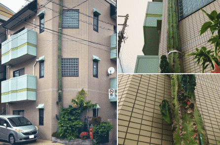 Thú vị cây xương rồng ở Nhật leo lên tầng 3 “bỏ trốn”