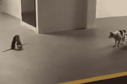 Mải xem 2 con chuột đánh nhau, chú mèo quên mất “nhiệm vụ”