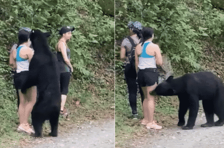 Cô gái bình tĩnh selfie khi bị một con gấu đen đến gần