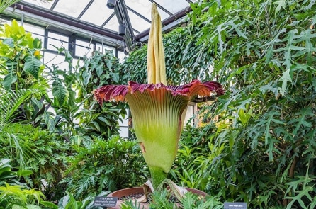 “Hoa xác thối” khổng lồ hiếm thấy ở Mỹ đang khai nở