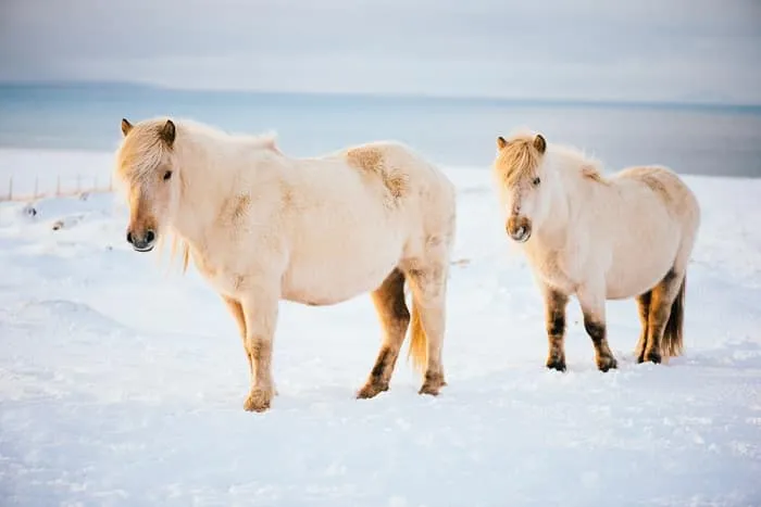 ngựa Iceland