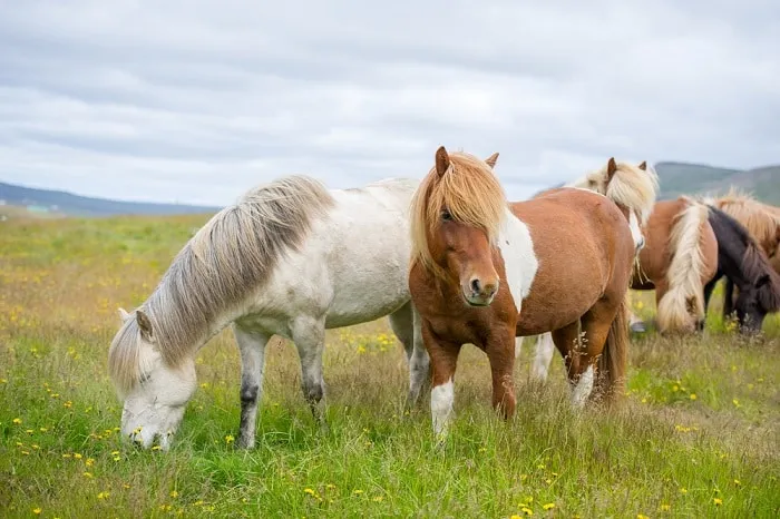 ngựa Iceland