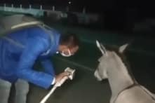 Phóng viên Ấn Độ hỏi con lừa vì sao không đeo khẩu trang khi ra ngoài