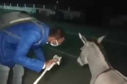 Phóng viên Ấn Độ hỏi con lừa vì sao không đeo khẩu trang khi ra ngoài