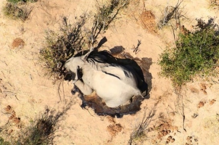 Cái chết bí ẩn của hàng trăm con voi cạnh các hồ nước ở Botswana