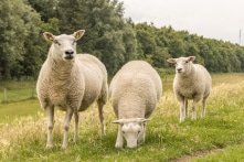 Con cừu Texel đắt nhất thế giới được bán đấu giá ở Scotland