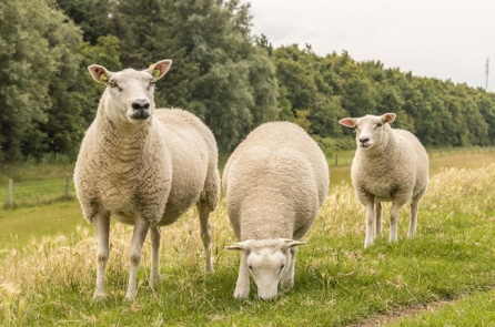 Con cừu Texel đắt nhất thế giới được bán đấu giá ở Scotland