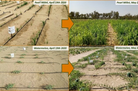 Na Uy: Biến sa mạc thành đồng ruộng chỉ trong 7 giờ