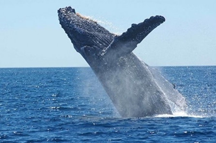 Ly kỳ: 3 con cá voi sát thủ bao vây 2 mẹ con cá voi lưng gù