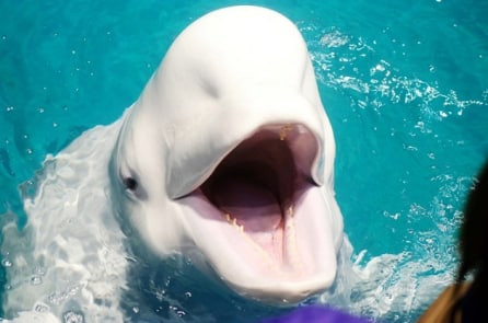 Không nên đến gần cá voi trắng được thả ra từ “Nhà tù cá voi”