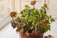12 cách giúp bạn hồi sinh chậu cây cảnh đang chết dần