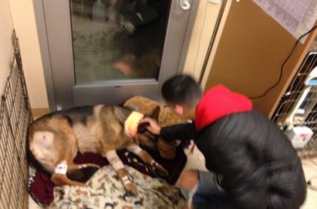 Chú chó trúng 3 phát súng để bảo vệ cậu chủ khi cướp vào nhà