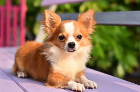 Cựu lính Mỹ cao tuổi bị đột quỵ được chú chó cưng cứu mạng