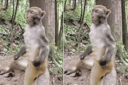 Chú khỉ “ngồi thiền” dưới gốc cây (Video)