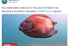 Webcam dưới đáy biển Miami trở nên nổi tiếng nhờ một “nhân vật kỳ lạ”