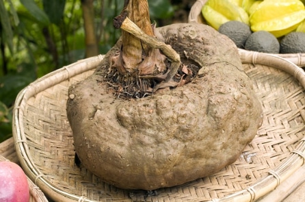 Vì sao người nông dân Nhật này lại cho khoai nưa nghe nhạc?