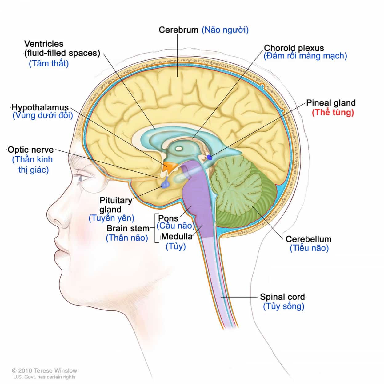 Thể tùng trong bộ não người (ảnh: Telese Winslow)