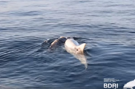 Cá heo mẹ “tuyệt thực” nhiều ngày, buồn bã đẩy xác con trên biển