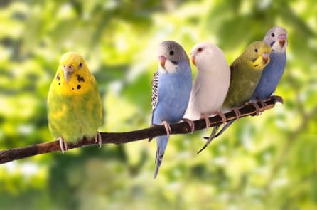 Người nông dân Ấn Độ dành đất trồng nông sản để nuôi chim hoang dã