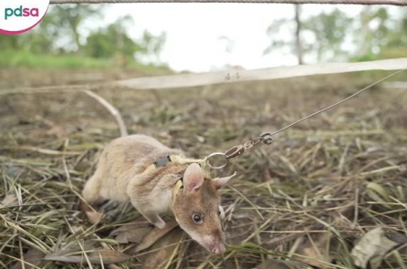 Chú chuột giành giải thưởng nhờ đánh hơi được hàng chục quả mìn