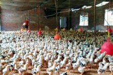 Gia cầm nhập lậu từ Trung Quốc vào Việt Nam đang gia tăng