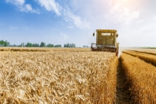 TQ chặn việc thiết lập cuộc điều tra của WTO đối với thuế áp lên lúa mạch Úc