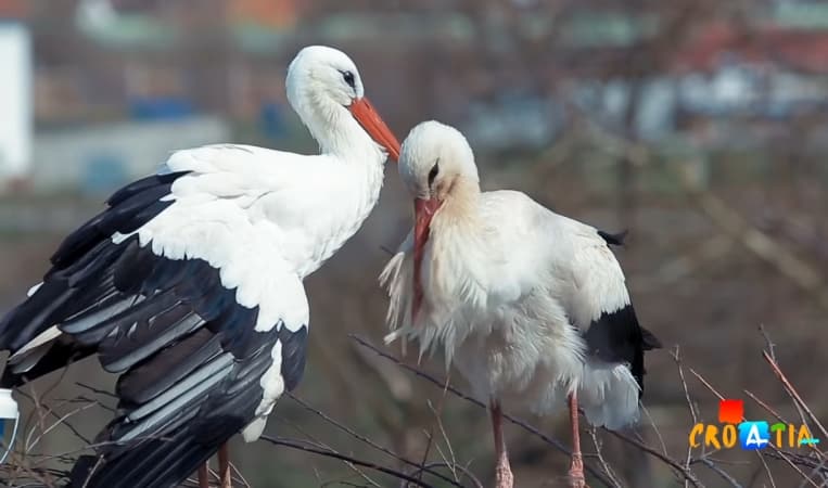 Chú cò suốt 17 năm lặn lội bay hàng ngàn dặm về thăm bạn đời