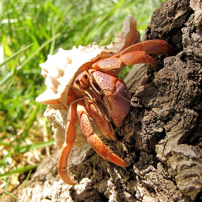 766px Caribbean hermit crab image