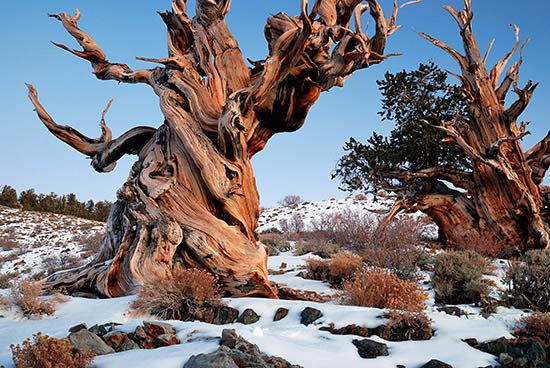 Cây thông Bristlecone trong băng tuyết (Ảnh qua: Tree Hugger)