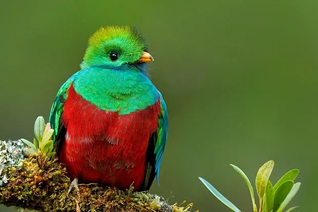 Loài chim Quetzal