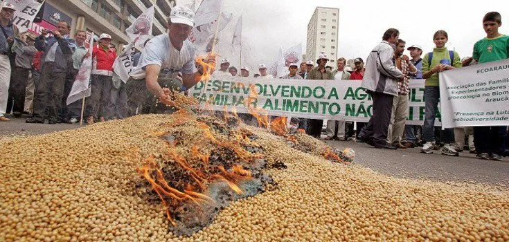 brazil dot gmo image