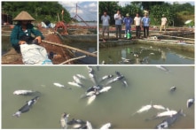 Cá lồng tại Phú Thọ lại chết thêm hàng chục tấn, thiệt hại hơn 3 tỷ đồng