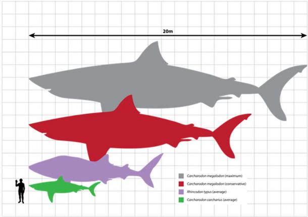 Biểu đồ so sánh kích thước tương đối giữa megalodon (kích thước ước tính trong khoảng 15-20 m), cá mập voi (9,7 m), cá mập trắng lớn (5,2 m) và một người trưởng thành (1,8 m). (Ảnh: Wikipedia) 