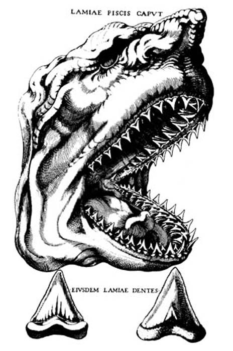 Hình miêu tả một cái đầu cá mập bởi bác sĩ giải phẫu Nicolas Steno trong cuốn sách The Head of a Shark Dissected. (Ảnh: Wikimedia)